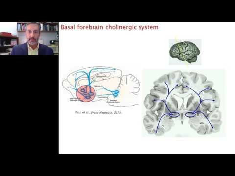 Jim Fadel - The Orexin/Hypocretin System in Aging and Cognition