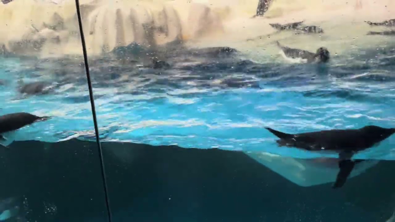 San Diego seaworld penguins encounter August 2024