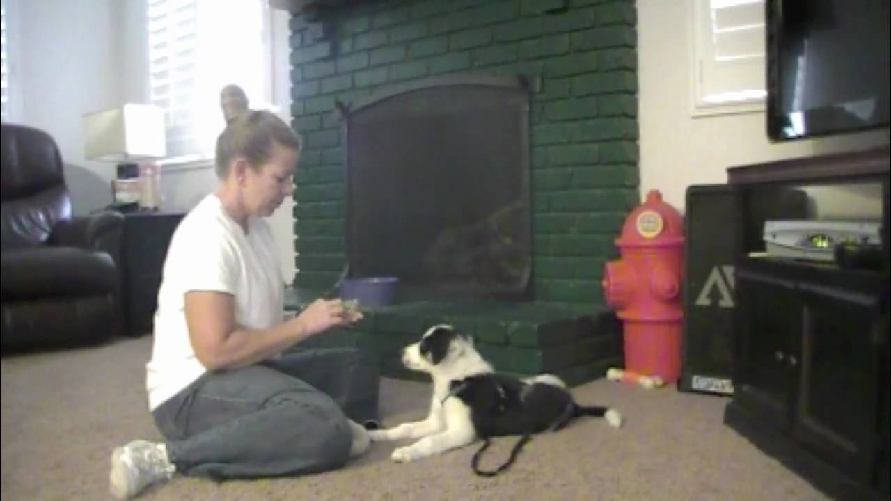 Bite Inhibition Puppy mouthing biting and licking - YouTube