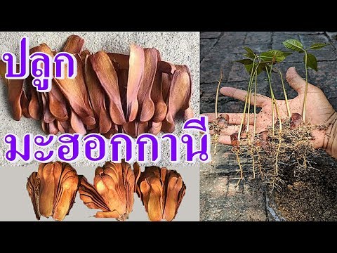 ปลูกไม้มะฮอกกานี | วิธีเพาะมะฮอกกานีได้ผลดี เปอร์เซ็นการงอกสูง