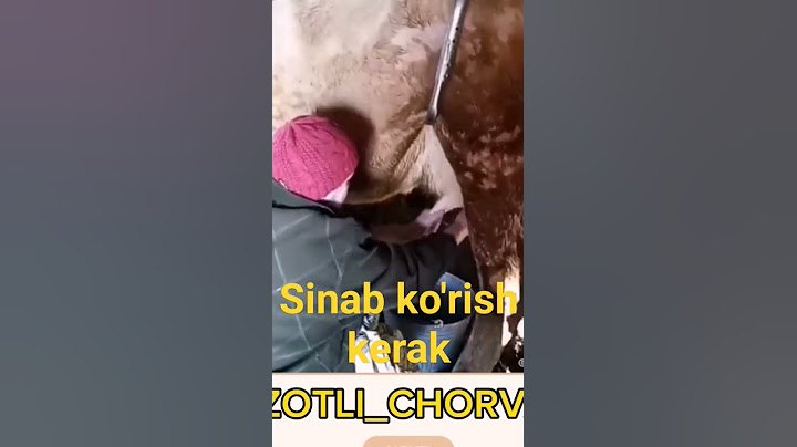 Sigir sog'ishga qiynalayotgan  uchun sinalgan usul.