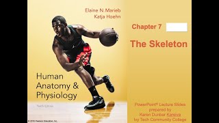 A&P Ch.7-Appendicular Skeleton
