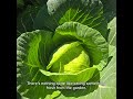 Growing Cabbage #growingcabbage