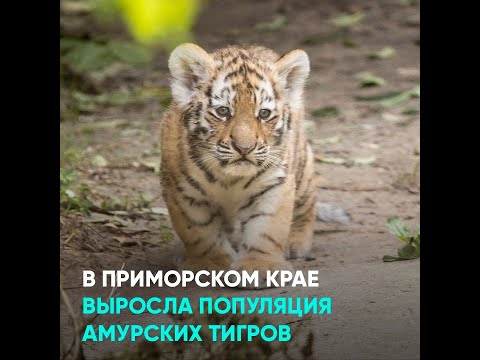 В Приморском крае