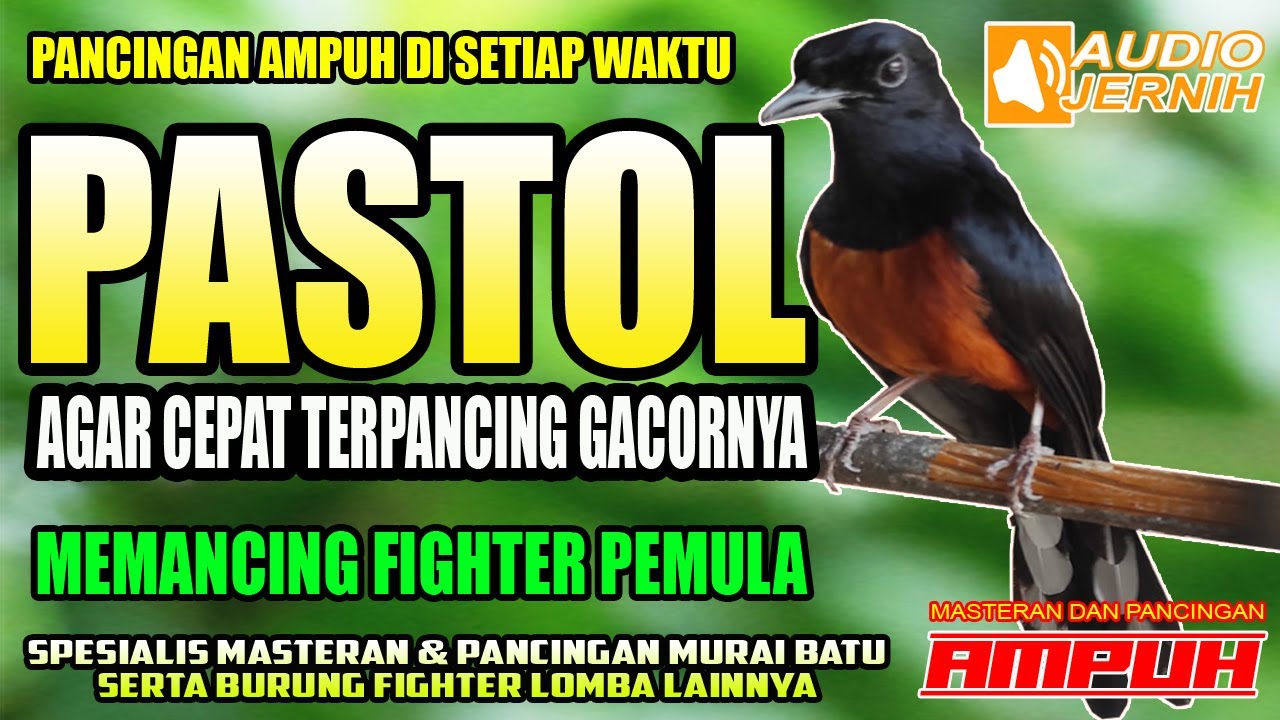 PASTOL & TROTOL MURAI BATU BELAJAR TERPANCING EMOSI AGAR CEPAT GACOR dan FIGHTER | murai batu