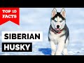 Siberian Husky - Top 10 Facts の動画、YouTube動画。