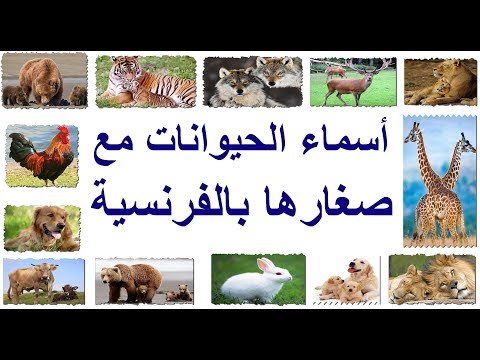 تعلموا أسماء الحيوانات بالفرنسية les animaux 2019