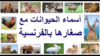 تعلموا أسماء الحيوانات بالفرنسية les animaux 2019