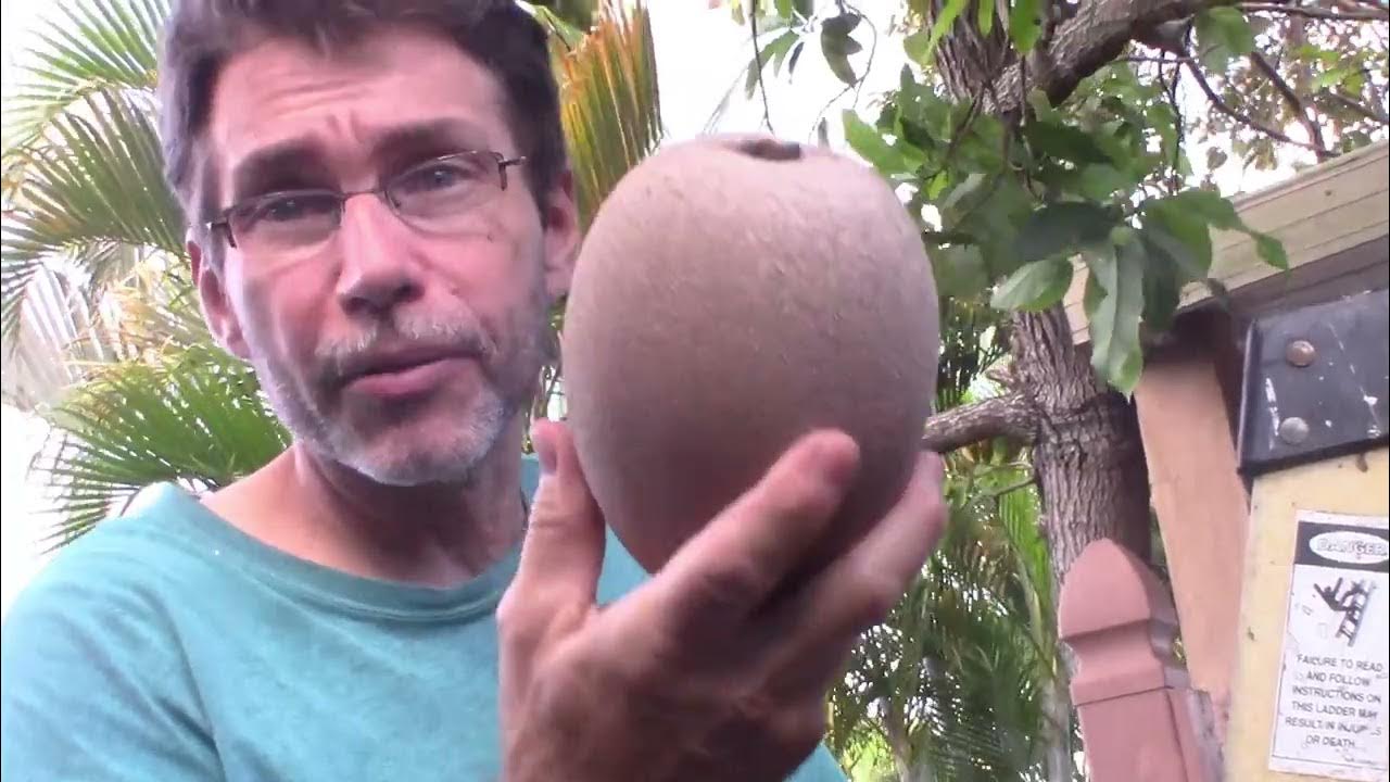 Mamey Fruit How to tell if it is ready to pickTropical fruit How to