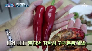세계 최초 탄저병 저항성 고추 개발! 고추농가와 국내 농업발전을 선도한다 | 성공열전K 11 회