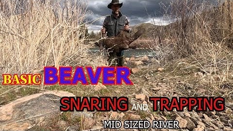 BASIC BEAVER SNARING & TRAPPING- MID SIZED RIVER