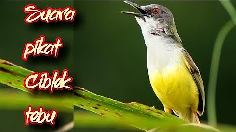 SUARA PIKAT CIBLEK TEBU