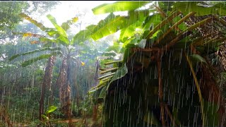 เข้าป่าหน้าฝนโดนฝนถล่มหนัก 2คืน3วัน สร้างที่พักหลังเก่าจากใบตองกันฝนได้100%