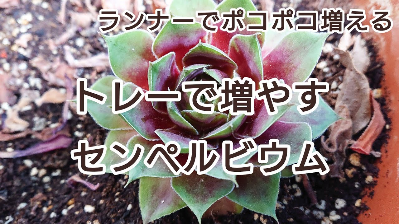 トレーで増やすセンペル Youtube