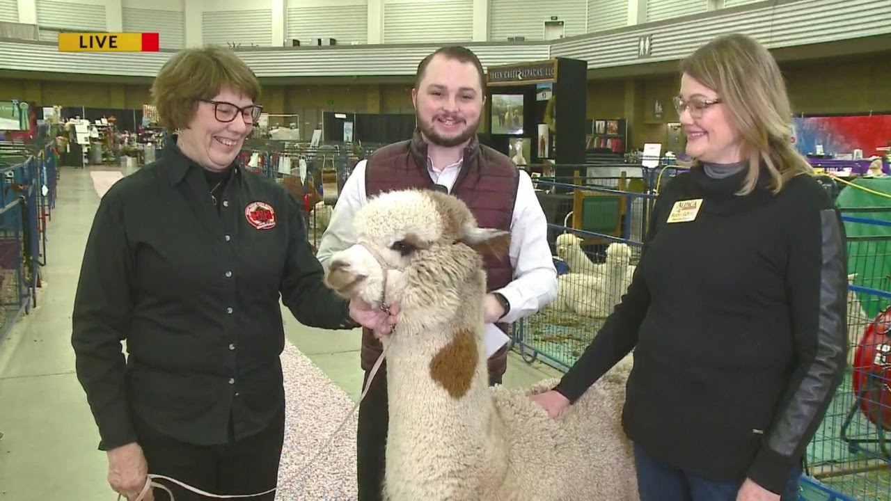 National Alpaca Show Live on First News YouTube