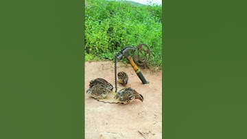 Creative DIY Quail Trap Best unique creative bird trap #shorts