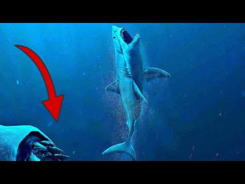 サメが何か巨大なモノに飲み込まれた！オーストラリアの不思議な現象9選