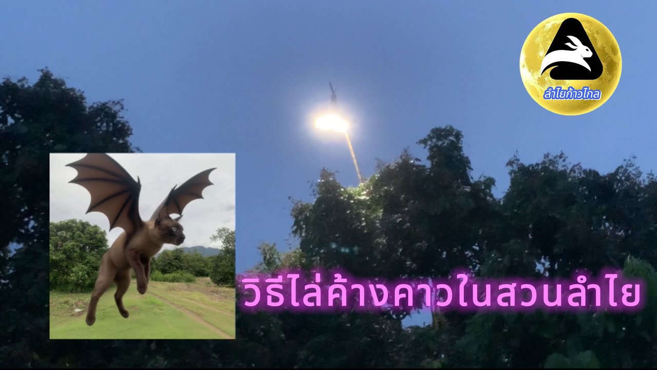 #วิธีไล่ค้างคาวในสวนลำไย