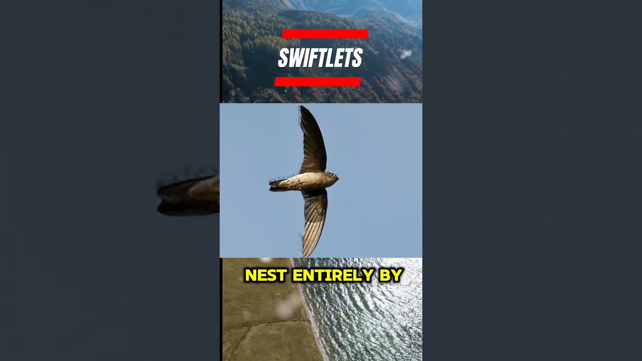 $10,000 BIRD SALIVA SOUP. EXPENSIVE FOOD. 