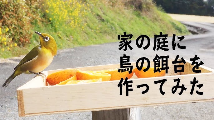 落ち着けるメジロ餌台 Youtube 落ち着けるメジロ餌台 Youtube