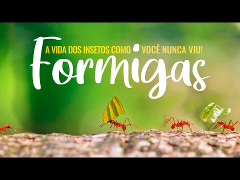 Vídeo: Por Que Os Cientistas Sabem Sobre Os Hábitos Das Formigas