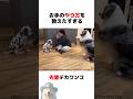 お手を教えたいワンコ