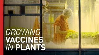 Could Growing Vaccines in Plants Save Lives? | Freethink