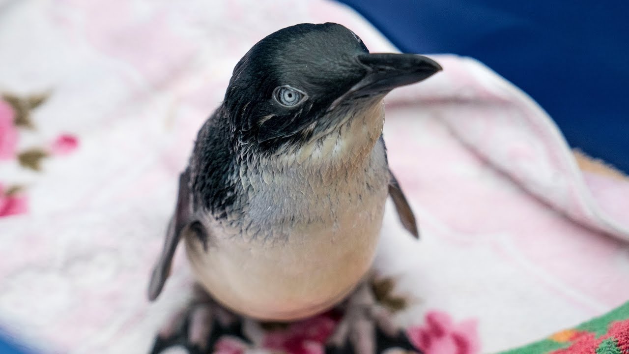 What S Killing Our Korora Little Blue Penguins Youtube