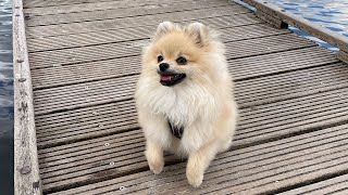 POMERANIAN PUPPY VISIT THE DOG PARK! DOG SEES A HORSE FOR FIRST TIME?!(FUNNY)