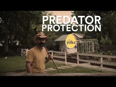 Video: Predatori di pollo comuni negli Stati Uniti