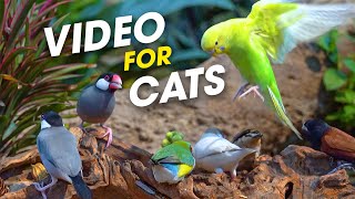 Perfect Relaxation : 1 Hour Relaxation Video For Cats To Watch Bird | CatTV Central