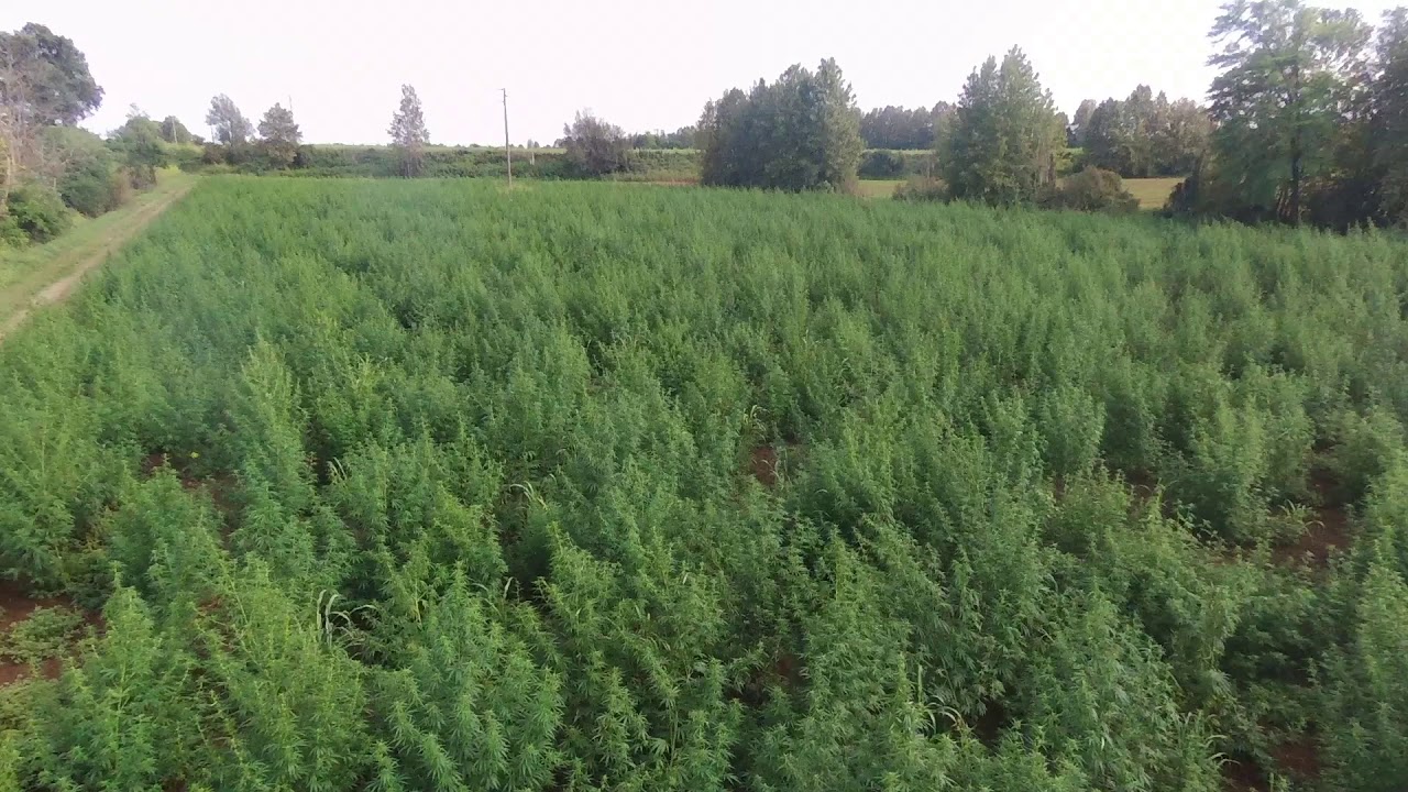 CBD biomass 2019 - Italy - CBD Alchemy