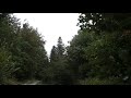Wind Blowing Through Forest with Light Rain 1 Hour /  Wind Sound Relaxation