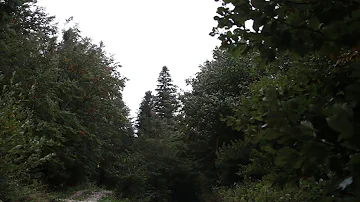 Wind Blowing Through Forest with Light Rain 1 Hour /  Wind Sound Relaxation