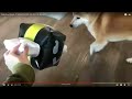 WATCH OUT DOGE IT MIGHT STING YOU IN THE BALLS!