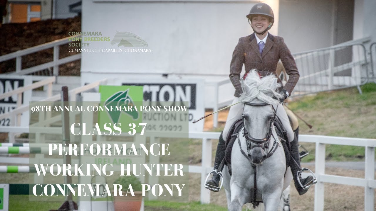 Class Thirty Seven Performance Working Hunter Connemara Pony | 98th Annual Connemara Pony Show