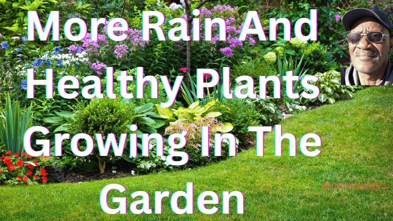 More Rain And Healthy Plants Growing In The Garden