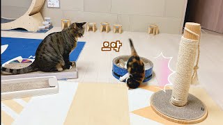 (Eng sub)The Kitten fell down Because of her brother's cat.
