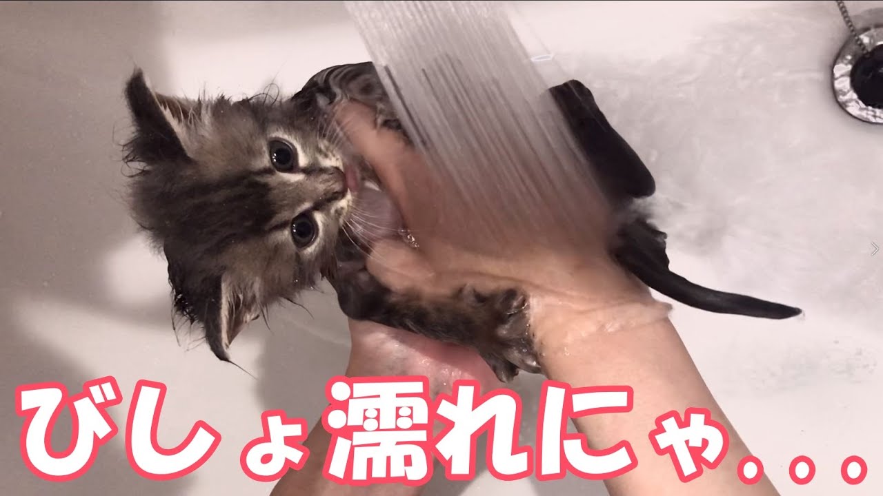 お風呂に挑戦した子猫。びしょ濡れになったらこうなりました。