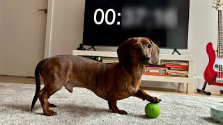 How long can a mini dachshund play fetch?