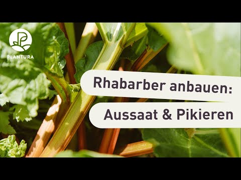 Video: Rhabarber-Victoria-Sorte: Erfahren Sie mehr über den Anbau von Victoria-Rhabarber