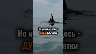 Морские Прогулки На Камчатке 79098300890