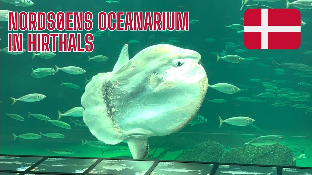 Nordsøens Oceanarium in Hirtshals in Dänemark 🇩🇰