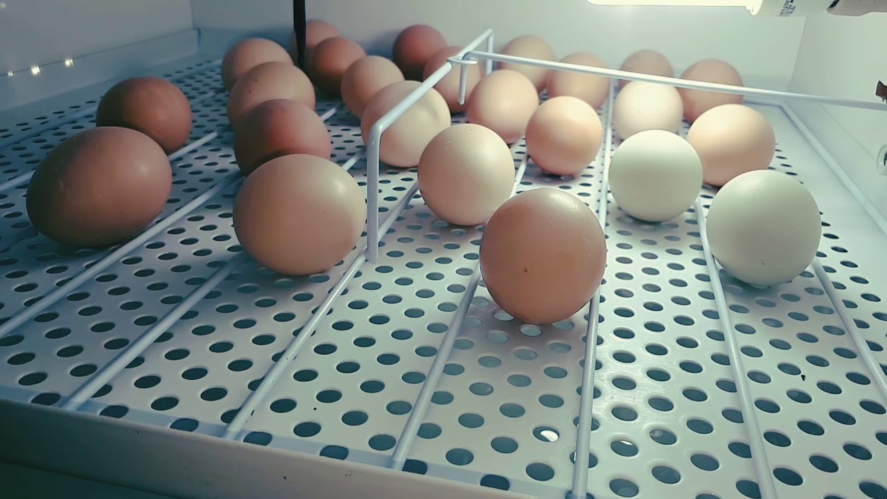 Quantos Dias Leva Para Chocar Ovo De Galinha
