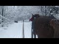 Неймовірна краса у зимовому лісі.🌲❄️сніг засипає.Коні працюють.
