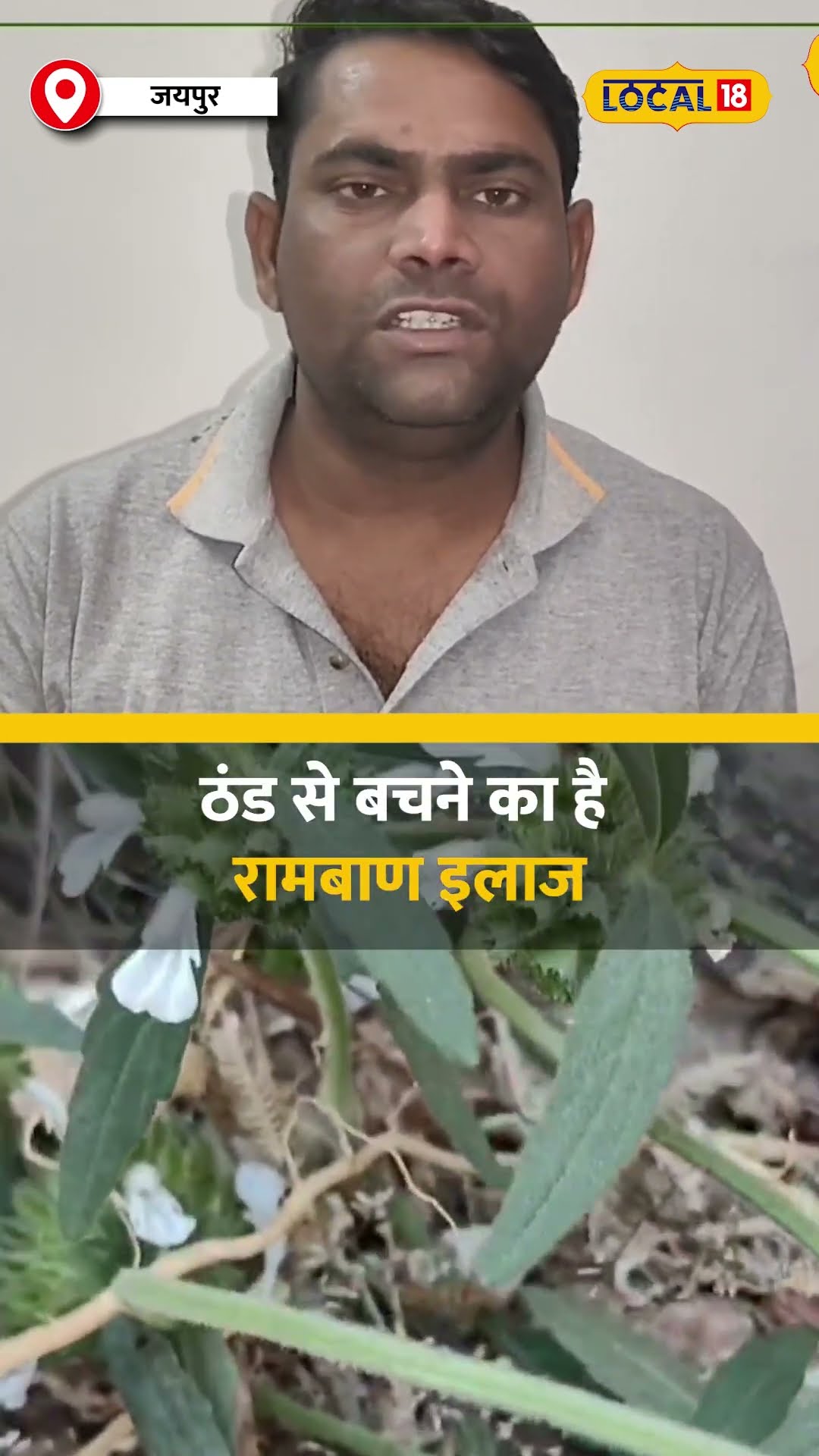 बुखार और गैस्ट्रिक समस्याओं के लिए द्रोणपुष्पी का असरदार उपयोग #local18shorts