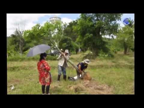 ชีวิตมีสาละ ปลูกต้นไม้คู่โลก : Born to Tree ; Thai Area