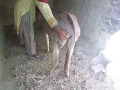 Super Murrah Male Donkey Meeting First Time/euro