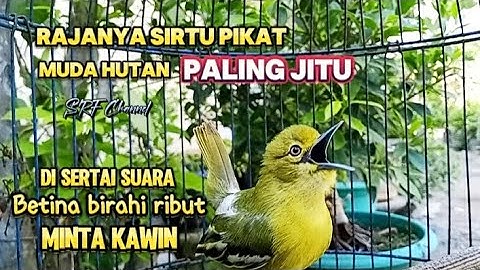 PANCINGAN PIKAT SIRTU MUDA HUTAN PALING AMPUH#sirtupikat@srfchannel3881