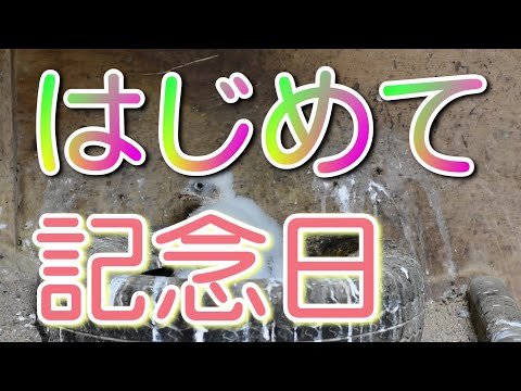 可愛いヒナのハヤブサ。初めて立ち上がった理由がコレ！